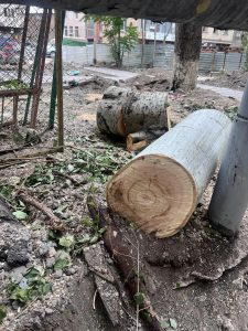 Read more about the article Ծառահատում