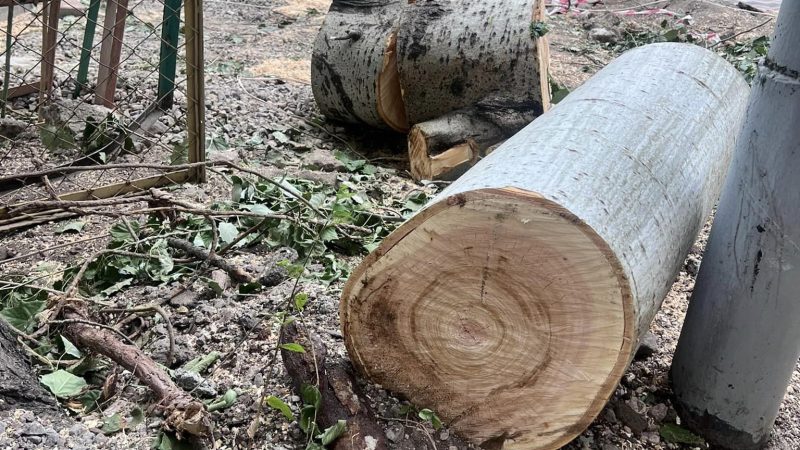 Ծառահատում