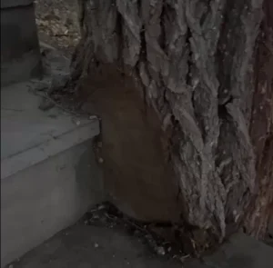 Read more about the article Խանգարող ծառերը