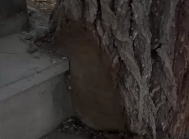 Խանգարող ծառերը