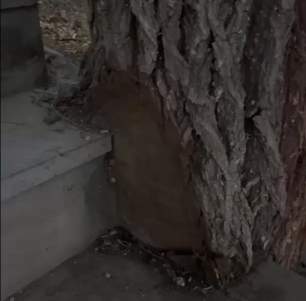 Read more about the article Խանգարող ծառերը